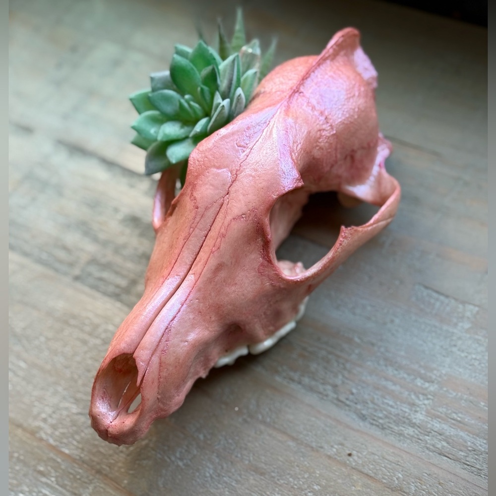 GENUINE COYOTE SKULL DECOR ODDITY - Picture 4 of 5